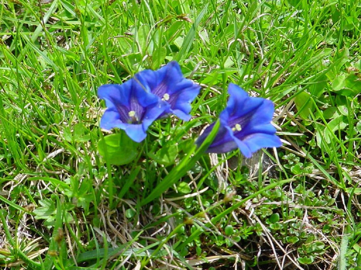 Bio-Bauernhof "Hecherhof" Thiersee Luaran gambar